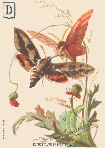 D：Deilephila（Deilephila elpenorまたはブドウの木の大スフィンクス） 作： French School