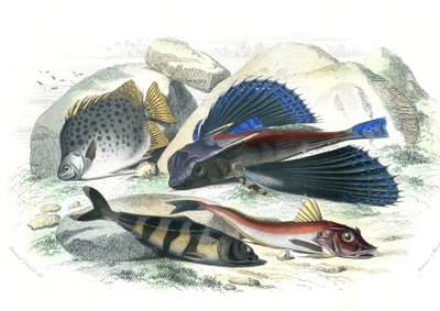 Dactyloptere pirapede (Dactylopterus pirapeda)トビウオ、Chetodon argus (scatophagus argus)、centronote pilote (echeneis naucrate)、Trigle Lyre (Genicanthus Melanospilos) - Bernard Germain de Lacepede (1856-192)のHistoire Naturelleより抜粋。 作： French School