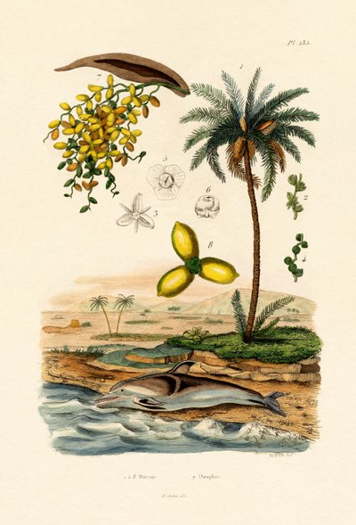 ナツメヤシ、1833-39 作： French School