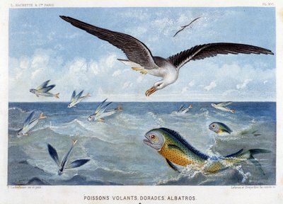 Dorades, Pisces volants, Albatros - in "Le Monde de la Mer" by Alfred Fredol. ed. Paris, Hachette. 作： French School