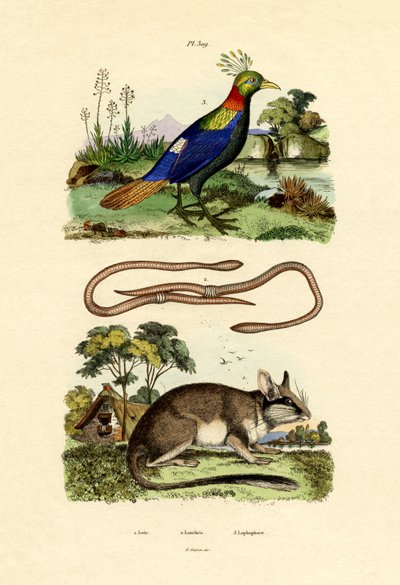 ヤマネ、1833-39 作： French School