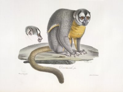 Douroucouli またはナイト モンキー - Aotus trivirgatus、哺乳類の自然史から (カラー リソ) 作： French School