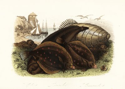 シタビラメ（Solea solea）、ヨーロッパツノガレイ（Pleuronectes platessa）、ダブ（Limanda limanda）などの魚を捕まえる仕掛けのある海岸で、背景には漁船が見える 作： French School