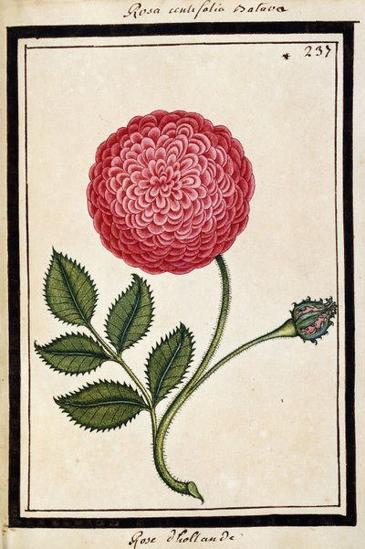 ダッチローズ、1700年頃（水彩画、黒枠） 作： French School