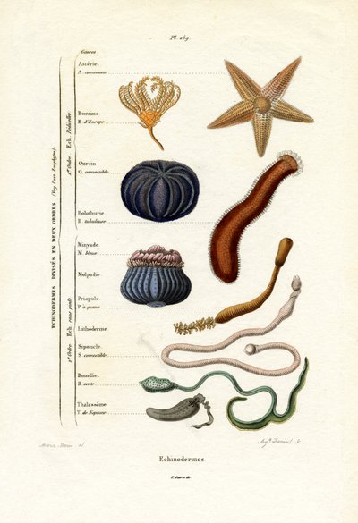 棘皮動物、1833-39 作： French School