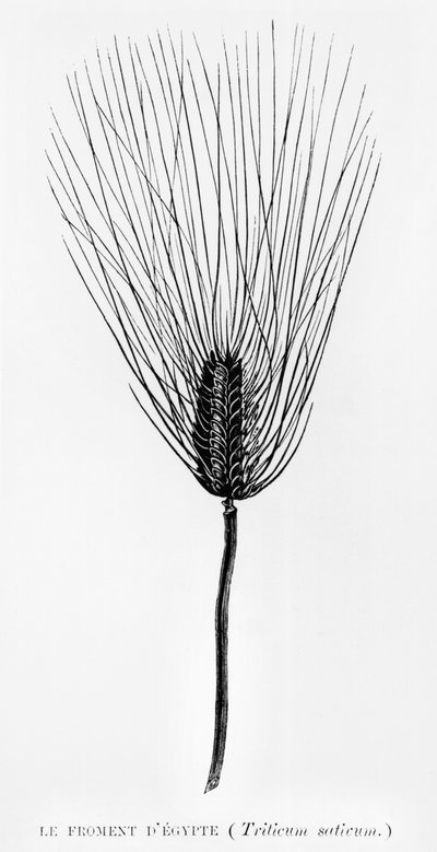 エジプトの小麦、1880年にパリで出版されたジョルジュエバース（1837-98）によるLEgypteのイラスト 作： French School