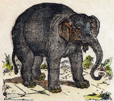 ぞうさん。Alphabet des animaux sauvages "に掲載されている彫刻。9th Serie.エピナルのイメージ、ペラン、印刷・出版業者、1870年頃。木にステンシルで描かれた版画。16ページ。20×15cm。個人蔵 作： French School