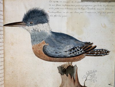 マゼラン海峡、エリザベス・ベイのアカショウビン（Megaceryle torquata）の雌、フランスのCompagnie royale de la Mer du Sudの船長、De Beauchesne氏の航海（1698年から1701年）の水彩画。 作： French School