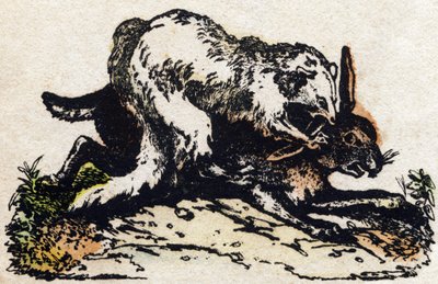 フェレット。Alphabet des animaux sauvages "に掲載されている彫刻。9th Serie.エピナルのイメージ、ペラン、印刷出版社、1870年頃。木にステンシルで描かれた版画。16ページ。16ページ。厚さ20×15cm。個人蔵 作： French School