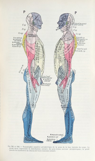 図。 381＆382神経系、J。デジェリーヌ作「Semiologie des Affections du System Nerveux」（1914年） 作： French School