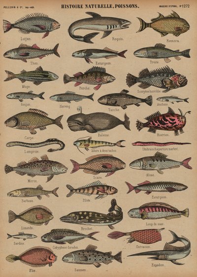 魚（彩色された彫刻 作： French School