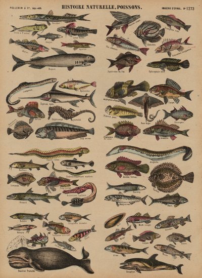 魚 作： French School