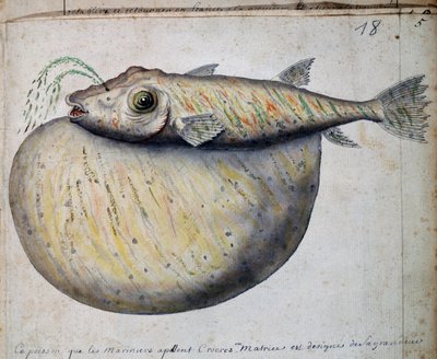 クロクロと呼ばれる魚、カーボベルデのサン・ビセンテ島、フランスのCompagnie royale de la Mer du Sudの船長Jacques Gouin de Beauchesne（1652-1730）が1698年から1701年にかけて作成した航海日誌の水彩画。 作： French School