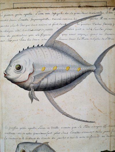 カーボベルデ、サン・ビセンテ島のリッセと呼ばれる魚、フランスのCompagnie royale de la Mer du Sudの船長Jacques Gouin de Beauchesne（1652-1730）が1698年から1701年にかけて作成した航海日誌の水彩画。 作： French School
