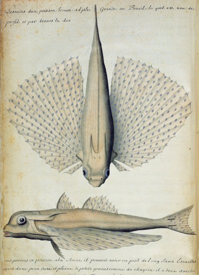 ブラジルのイルハグランデで発見された魚（紙にトイレ） 作： French School