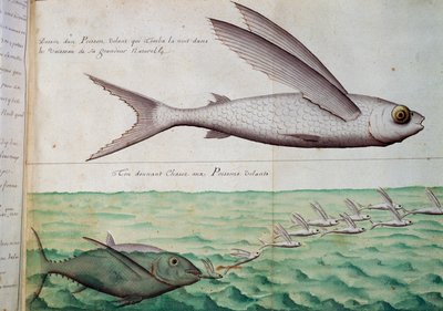 トビウオとトビウオを追いかけるマグロ、北回帰線、ジャック・グワン・ド・ボーシェンヌ（1652-1730）の航海日誌からの水彩画、1698年から1701年まで、フランスのCompagnie royale de la Mer du Sudの船長 作： French School