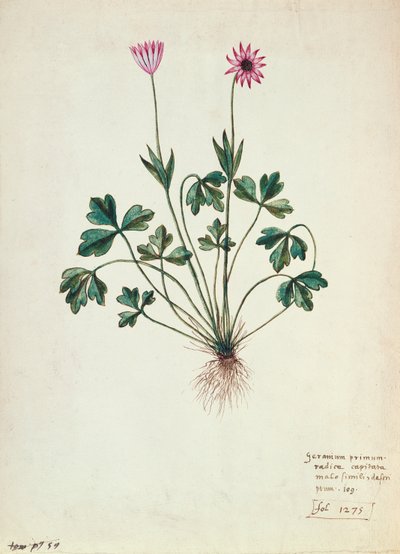 Fol.1275ゼラニウム（紙にトイレ） 作： French School