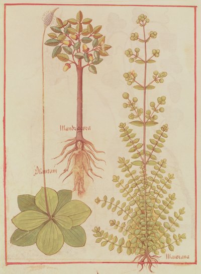 Fr 12322 f.180vオオバコ、マジョラム、マンドレーク、Livre des Simples Medecines作、c.1520-30 作： French School