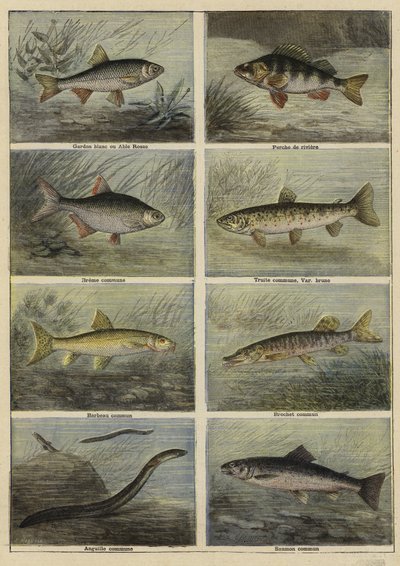 フランスの淡水魚 作： French School