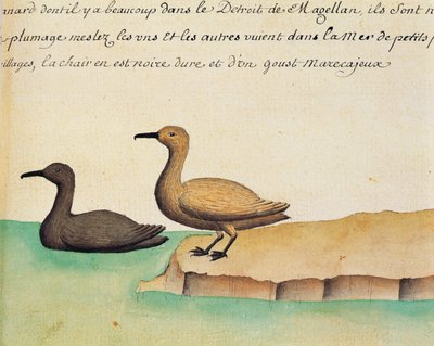 マゼラン海峡の雁、フランスのCompagnie royale de la Mer du Sudの船長Jacques Gouin de Beauchesne (1652-1730)が1698年から1701年にかけて作成した航海日誌の水彩画。 作： French School