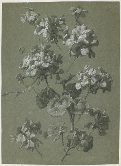 ゼラニウム（Pelargonium sp。）、c.1800（木炭と白いチョーク、緑の織り） 作： French School