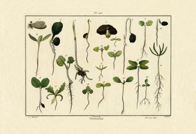 発芽、1833-39 作： French School