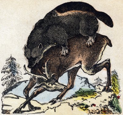 大食漢。Alphabet des animaux sauvages "に掲載されている版画。9th Serie.エピナルのイメージ、ペラン、印刷・出版業者、1870年頃。木にステンシルで描かれた版画。16ページ。16ページ。厚さ20×15cm。個人蔵 作： French School