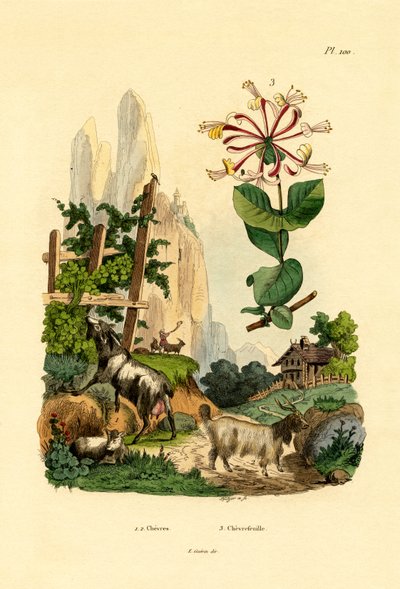 山羊、1833-39 作： French School