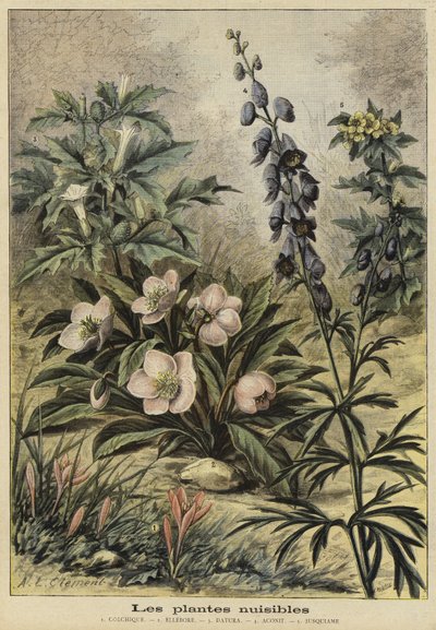 有害な植物 作： French School