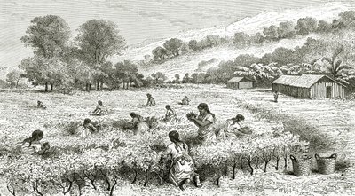 コカの収穫、ペルー、ルトゥールデュモンド誌のイラスト、1877年 作： French School