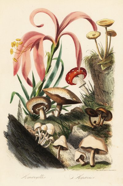 Hippeastrum種、フライアガリック、Amanita muscaria、Amanita caesarea、Caesar