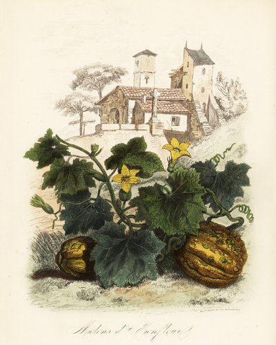 オンフルールメロン、Cucumis melo 作： French School