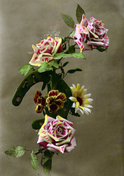 馬蹄と花c.1898（手彩色写真） 作： French School