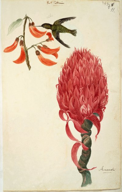ハチドリ（Trochilidae）とパイナップル（Ananas comosus） by Lejeune 作： French School