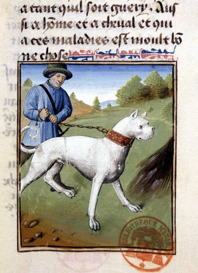 鎖に繋がれた狩猟犬 - "ベアルン伯爵フォイクス伯爵ガストン・フィーバスの狩猟の書 "より 作： French School