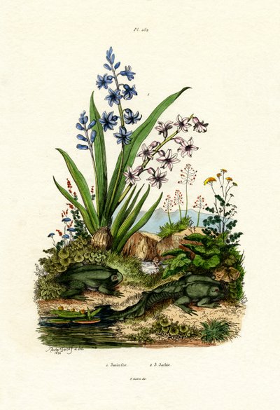 ヒヤシンスの花、1833-39 作： French School