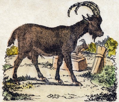 アイベックス。Alphabet des animaux sauvages "に掲載されている彫刻。9th Serie.エピナルのイメージ、ペラン、印刷・出版業者、1870年頃。木にステンシルで描かれた版画。16ページ。16ページ。厚さ20×15cm。個人蔵 作： French School