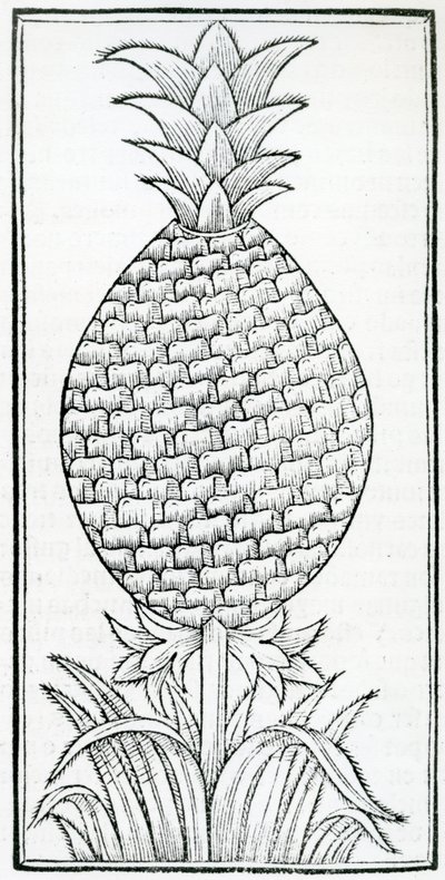ゴンサロ・フェルナンデス・デ・オビエド（1478-1557）の「De la natural hystoria de las Indias」の挿絵。 作： French School