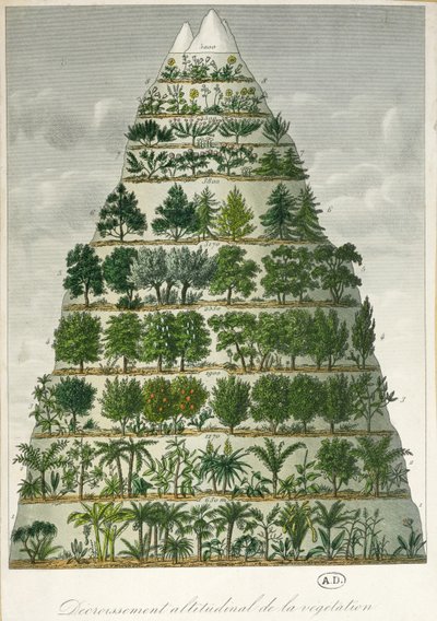 さまざまな高度でのさまざまな種類の植生のイラスト 作： French School