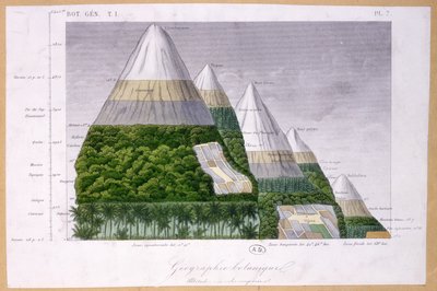 さまざまな高度でのさまざまな種類の植生のイラスト 作： French School