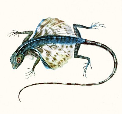 グライダートカゲのイラスト-Draco Volans 1831（カラー彫刻） 作： French School