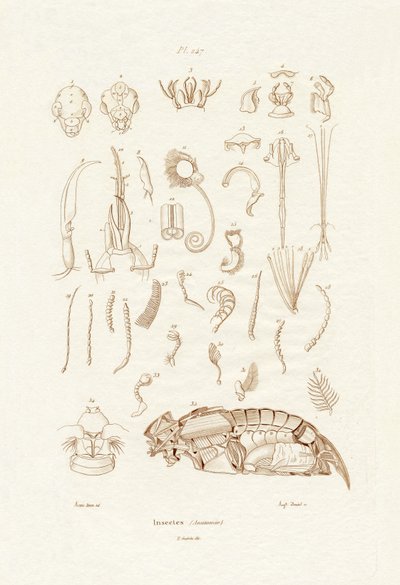昆虫、1833-39 作： French School