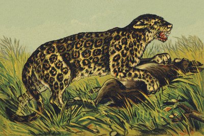 J as Jaguar 作： French School