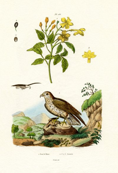 ジャスミン、1833-39 作： French School