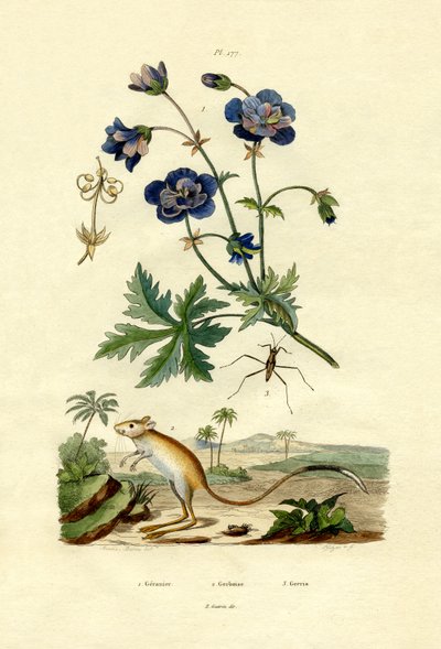 ジャーボア、1833-39 作： French School