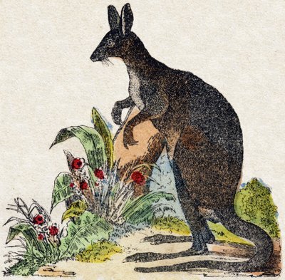 カングルー。Alphabet des animaux sauvages "に掲載されている版画です。9th Serie.エピナルのイメージ、ペラン、印刷-出版業者、1870年頃。木にステンシルで描かれた版画。16ページ。20×15cm。個人蔵 作： French School