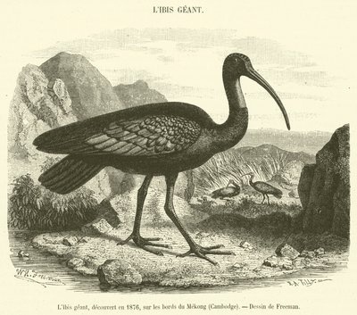 1876年に発見されたジャイアント・アイビス（カンボジア・メコン河畔）（彫刻作品 作： French School