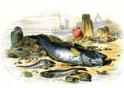 Blennie Ovipare (Blennius viviparus)、下はトラキンチャクダイとガラタラ - ベルナール・ジェルマン・ド・レスペード(1856-1925)著「Histoire Naturelle」P.Furme版、パリより抜粋。 作： French School