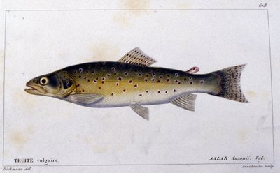Cuvierの "Histoire naturelle des poissons "による一般的なトラウト、Valenciennes, Paris 作： French School