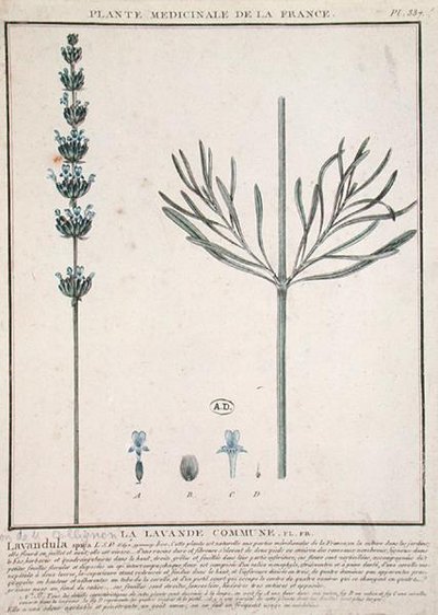 ラベンダーの花びら、「Plante Medicinale de la France」のプレート（彩色彫刻）。 作： French School